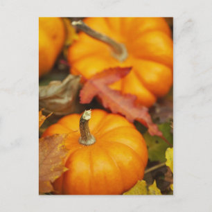 October Design Postcard