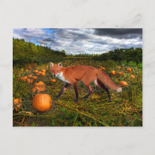"October Fox" Postcard