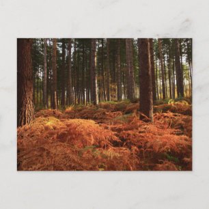 October Light Postcard