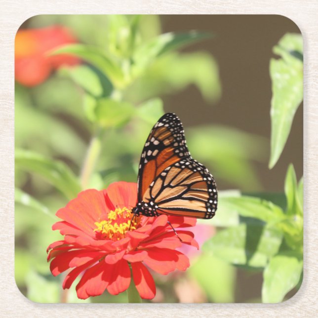 October Monarch Paper Plate Square Paper Coaster (Front)