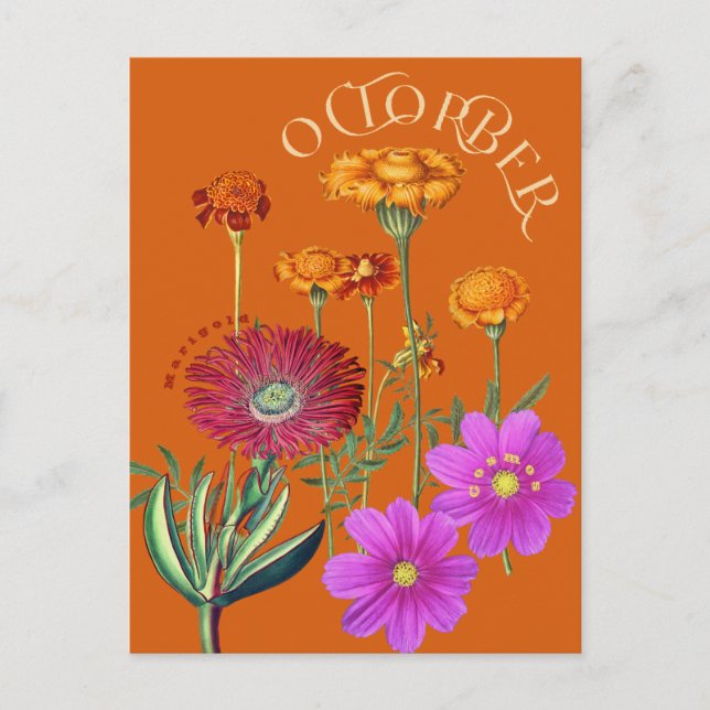 October Month Flowers Marigold Cosmos Orange Postcard (Front)