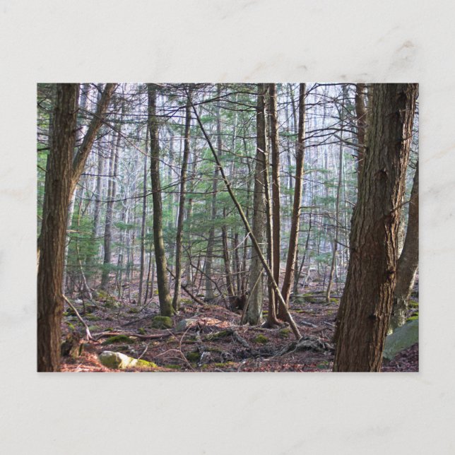 October Mountain Postcard (Front)