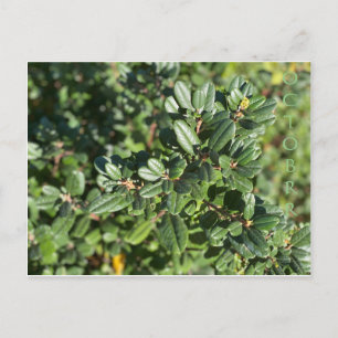 OCTOBER POSTCARD