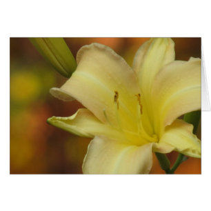 Octobre Lily