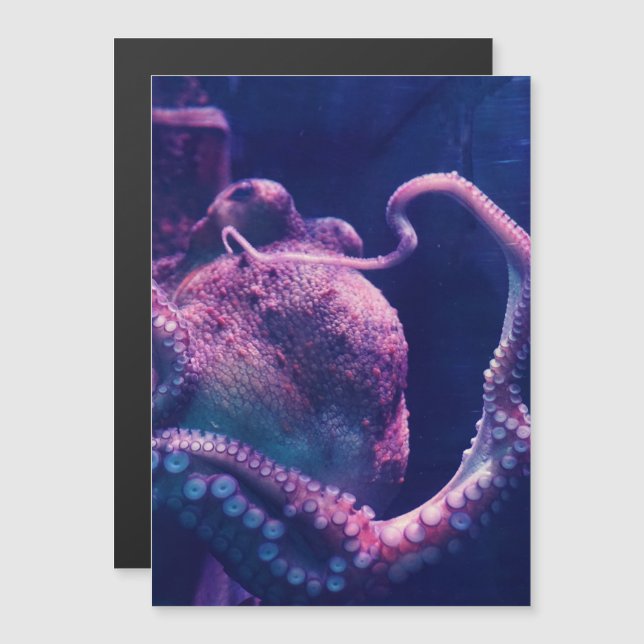 Octopus (Front/Back)