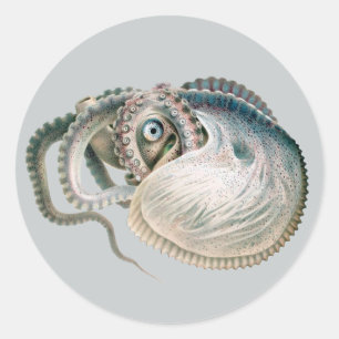 Octopus Argonaut, Vintage Marine Life Animals Classic Round Sticker