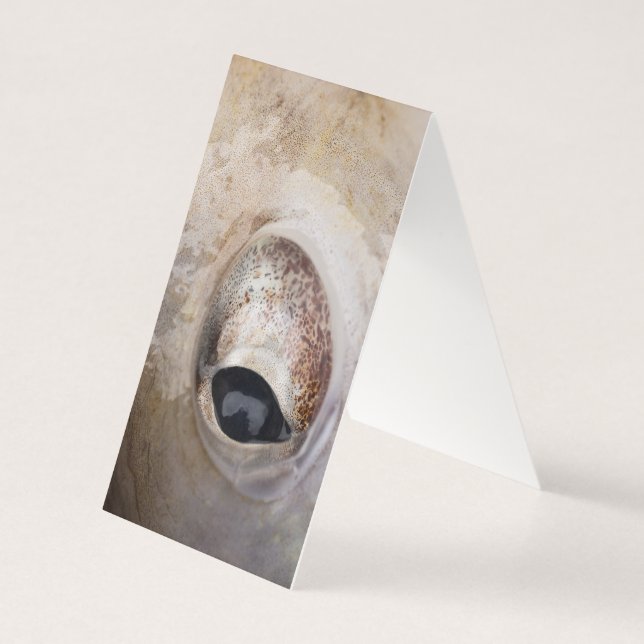 Octopus Eye (Back)