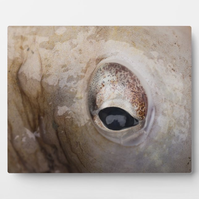 Octopus Eye Plaque (Front)