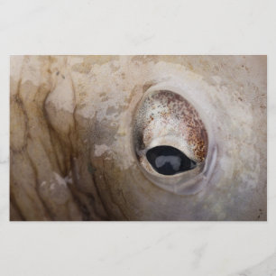 Octopus Eye Stationery