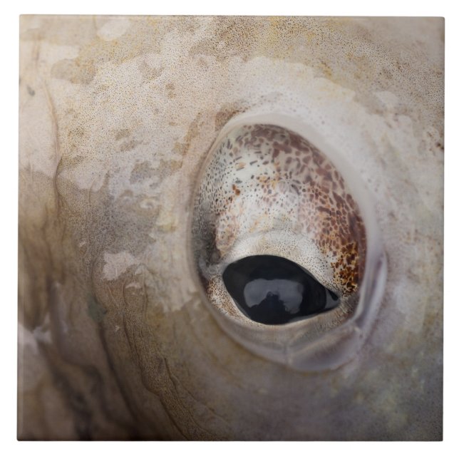 Octopus Eye Tile (Front)