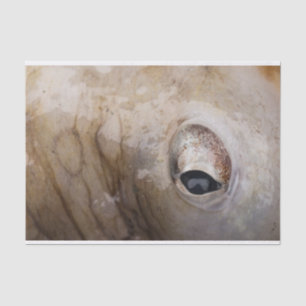 Octopus Eye Tissue Paper