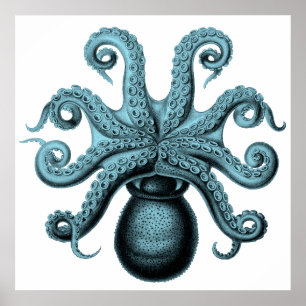 Octopus in Teal Poster