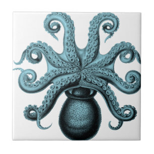Octopus in Teal Tile
