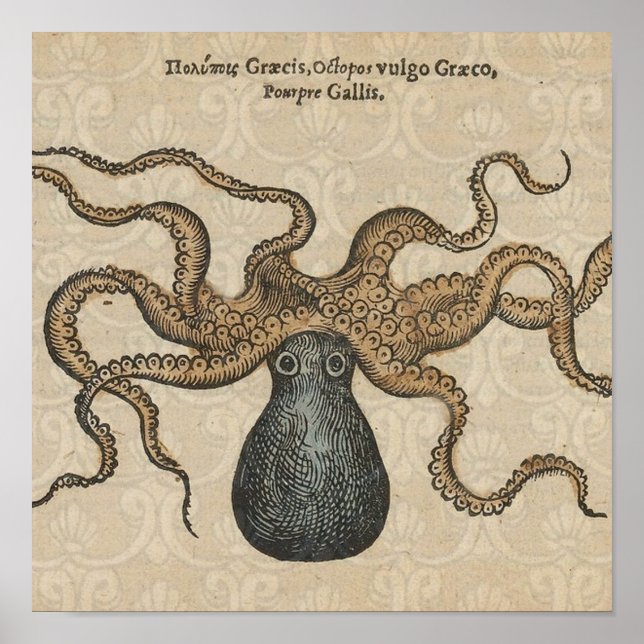 Octopus Kraken Vintage Illustration Poster (Front)