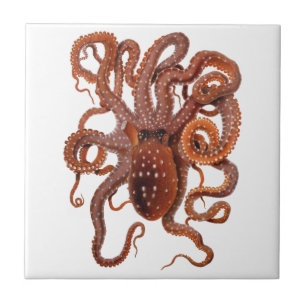 Octopus Macropus, Vintage Marine Aquatic Animals Tile