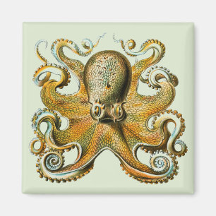 Octopus Magnet