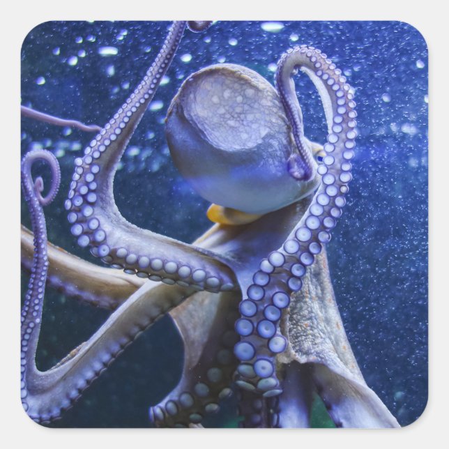 Octopus octopus squid in blue blubber square sticker (Front)