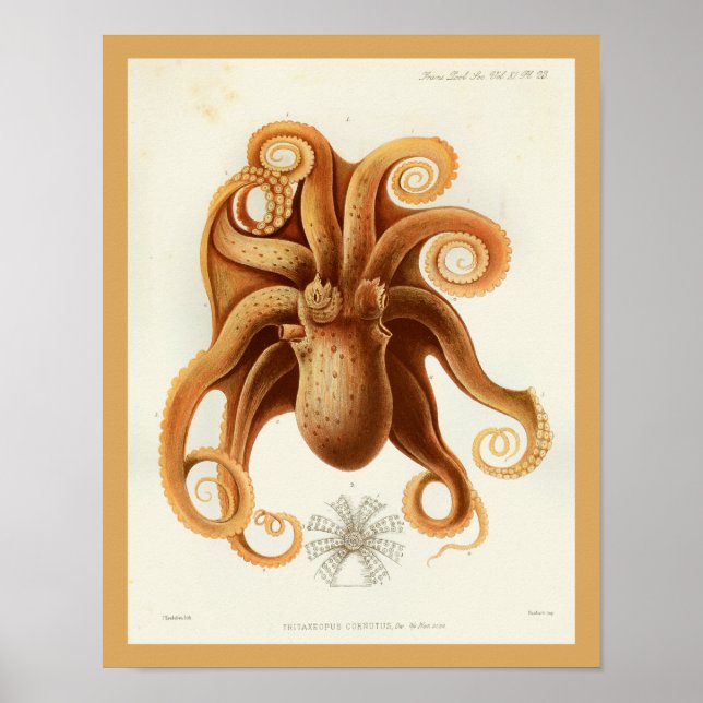 Octopus Orange Cephalopod Sea Creatures Art Print (Front)