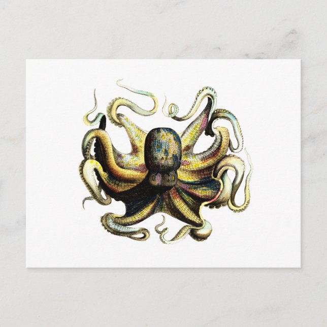 Octopus Postcard (Front)