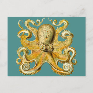 octopus postcard