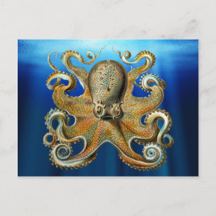 Octopus Postcards