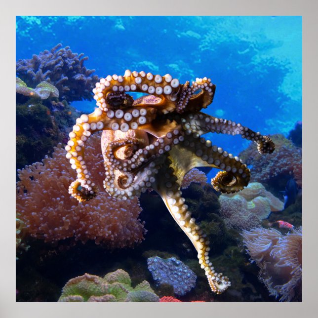 Octopus Poster (Front)