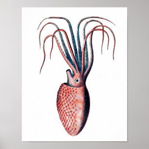 Octopus Print No.4 Cephalopod Sea Creature Art