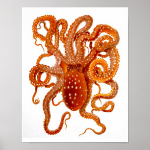 Octopus Print No.6 Cephalopod Sea Creature Art