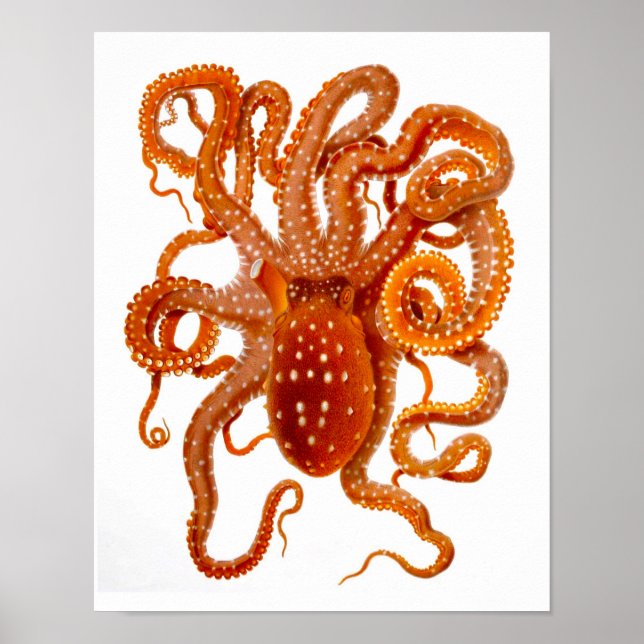Octopus Print No.6 Cephalopod Sea Creature Art (Front)