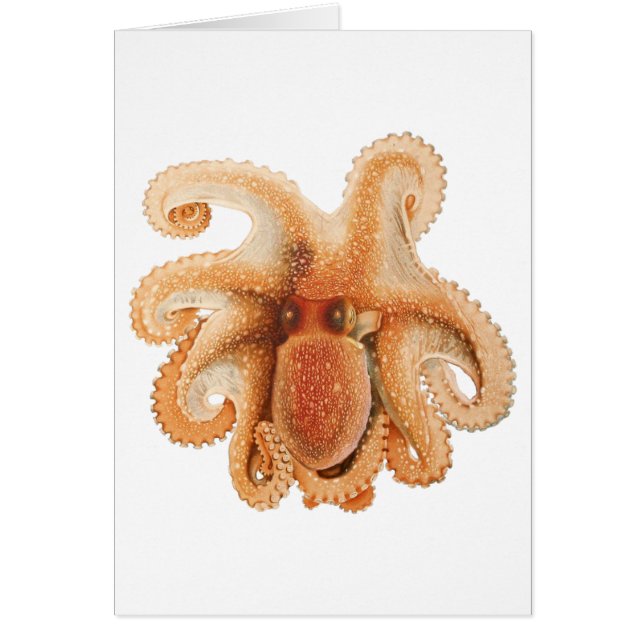 Octopus Salutii, Vintage Marine Aquatic Animals (Front)