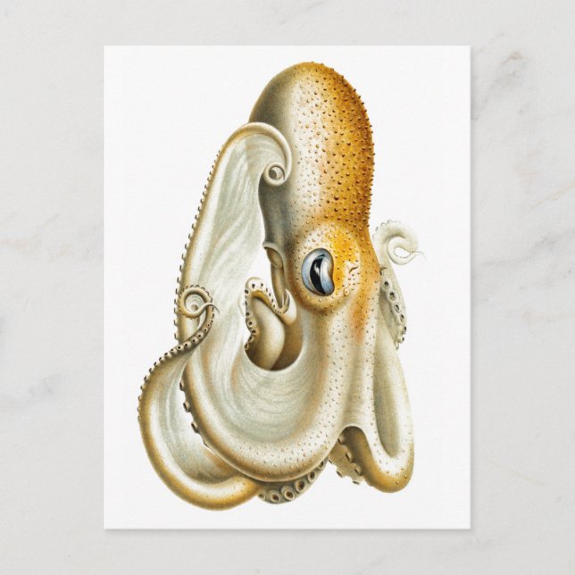 "OCTOPUS" SEALIFE POSTCARD (Front)