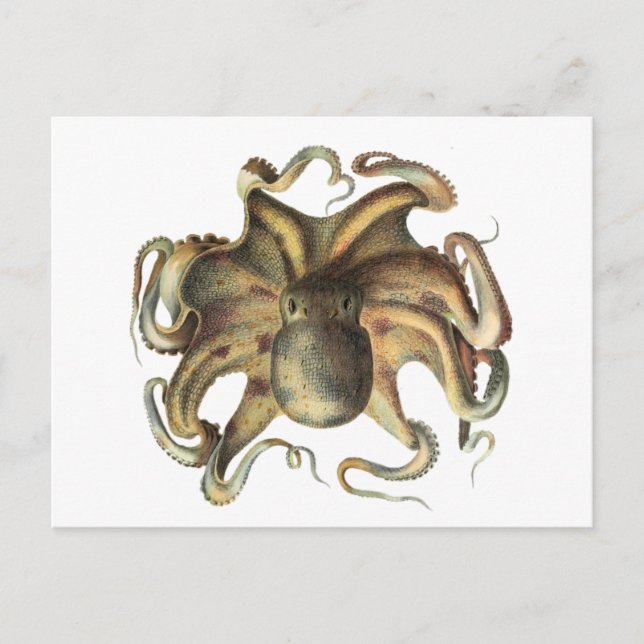 Octopus Squid Animal Vintage Illustration Postcard (Front)