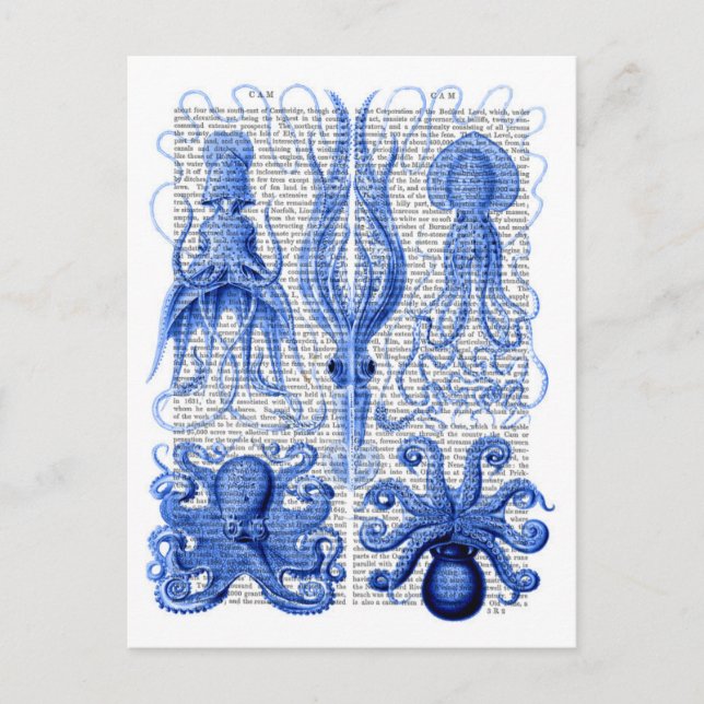 Octopus & Squid Blue Postcard (Front)
