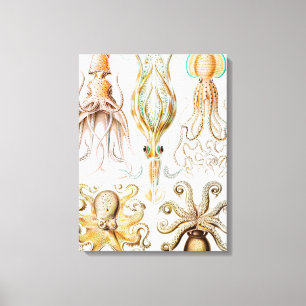 Octopus Squid, Gamochonia by Ernst Haeckel Canvas Print