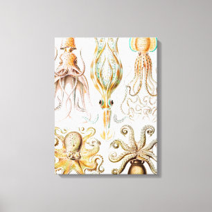 Octopus Squid, Gamochonia by Ernst Haeckel Canvas Print