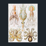 Octopus Squid, Gamochonia by Ernst Haeckel Postcard<br><div class="desc">Octopus Squid,  Gamochonia Trichterkraken by Ernst Haeckel Postcard</div>