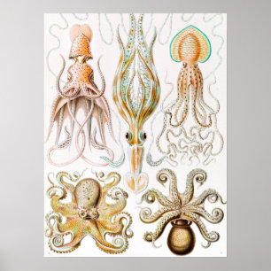 Octopus Squid, Gamochonia by Ernst Haeckel Poster