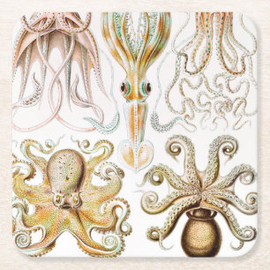 Octopus Squid, Gamochonia by Ernst Haeckel Square Paper Coaster