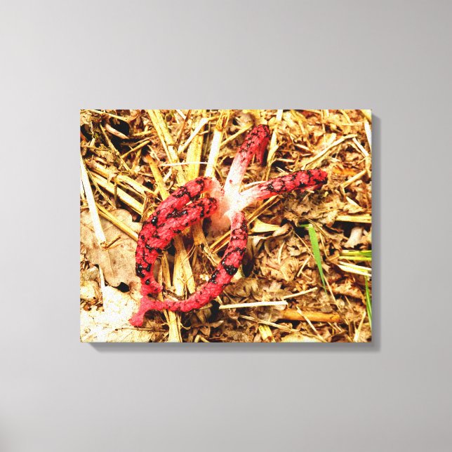 Octopus Stinkhorn Canvas Print (Front)