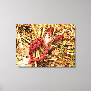 Octopus Stinkhorn Canvas Print