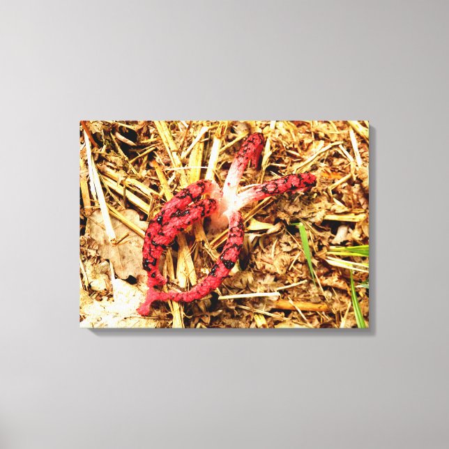 Octopus Stinkhorn Canvas Print (Front)