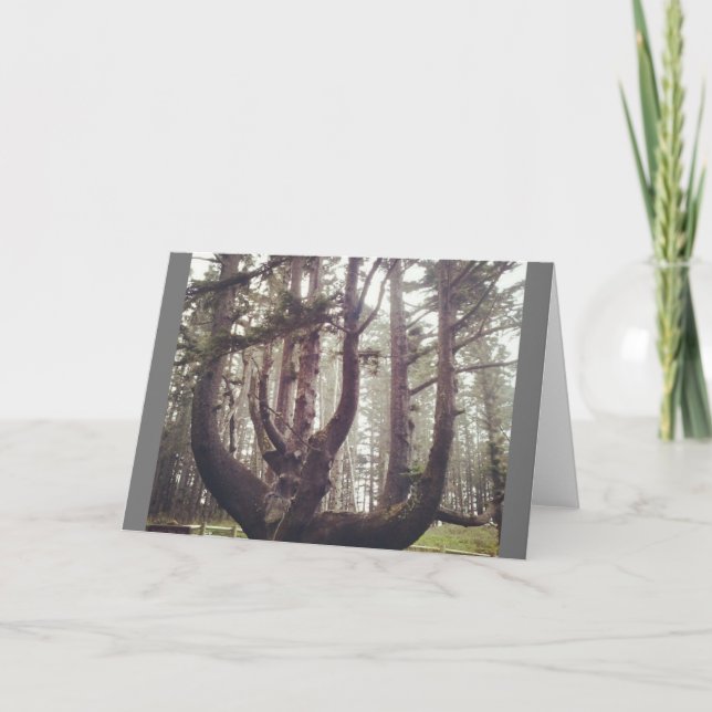Octopus Tree, Cape Meares, Oregon Card (Front)