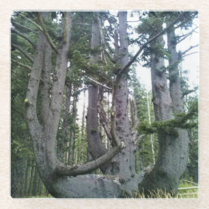 Octopus Tree, Cape Meares, Oregon Glass Coaster