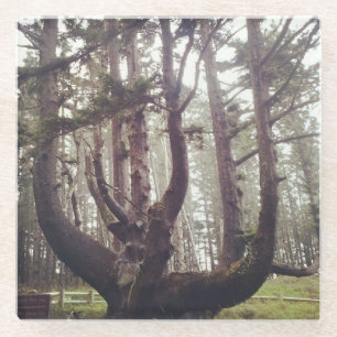 Octopus Tree, Cape Meares, Oregon Glass Coaster
