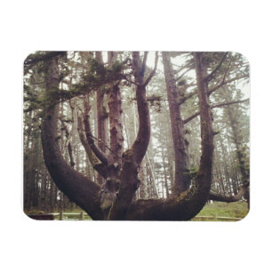 Octopus Tree, Cape Meares, Oregon Magnet