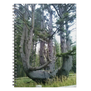 Octopus Tree, Cape Meares, Oregon Notebook