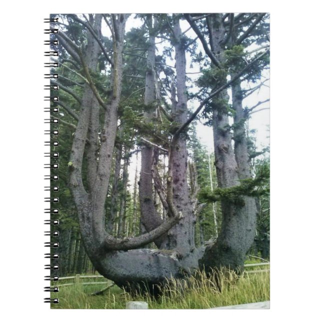 Octopus Tree, Cape Meares, Oregon Notebook (Front)