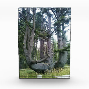 Octopus Tree, Cape Meares, Oregon Photo Block