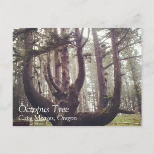 Octopus Tree, Cape Meares, Oregon Postcard