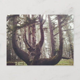 Octopus Tree, Cape Meares, Oregon Postcard
